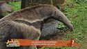 Un animale da scoprire: il formichiere gigante