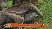 Un animale da scoprire: il formichiere gigante