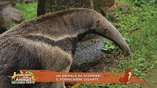 Un animale da scoprire: il formichiere gigante
