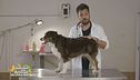 I consigli del veterinario