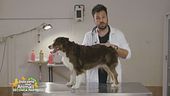 I consigli del veterinario