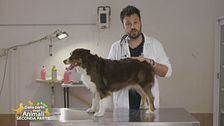 I consigli del veterinario