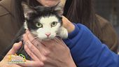 La storia di Kitty