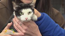 La storia di Kitty