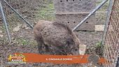 Il cinghiale Dondo