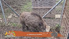 Il cinghiale Dondo