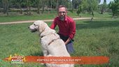 Porterà in vacanza il suo pet?