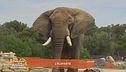 L'elefante