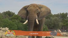 L'elefante