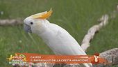 Casper, il pappagallo dalla cresta arancione