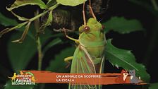 La cicala