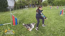 Gli allenamenti per il mondiale agility