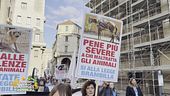 E' giusto inasprire le pene per chi maltratta gli animali?