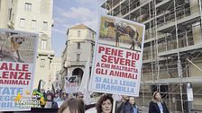 E' giusto inasprire le pene per chi maltratta gli animali?