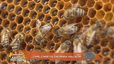 L'ape, l'insetto che pensa agli altri