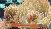 Un animale da scoprire: il pesce pagliaccio