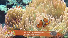 Un animale da scoprire: il pesce pagliaccio