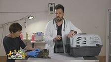 I consigli del veterinario