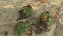 Un ricco bottino di cactus