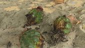 Un ricco bottino di cactus