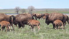 Ep. 3 - La transumanza