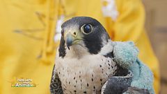 Il salvataggio di un falco pellegrino