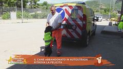 Il cane abbandonato in autostrada ritrova la felicità