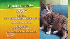 Ritroviamo Rosy