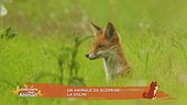 Un animale da scoprire: la volpe