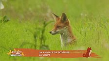 Un animale da scoprire: la volpe
