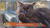 "Mi fa un baffo il gatto nero"