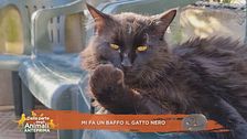"Mi fa un baffo il gatto nero"
