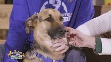 Stella
