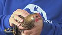 La gallina Pina