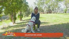 Volontari per amore