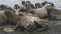 Un animale da scoprire: il tricheco
