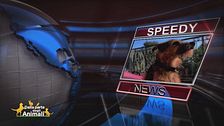 Speedy News