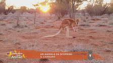 Un animale da scoprire: il canguro
