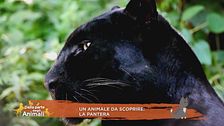 La pantera