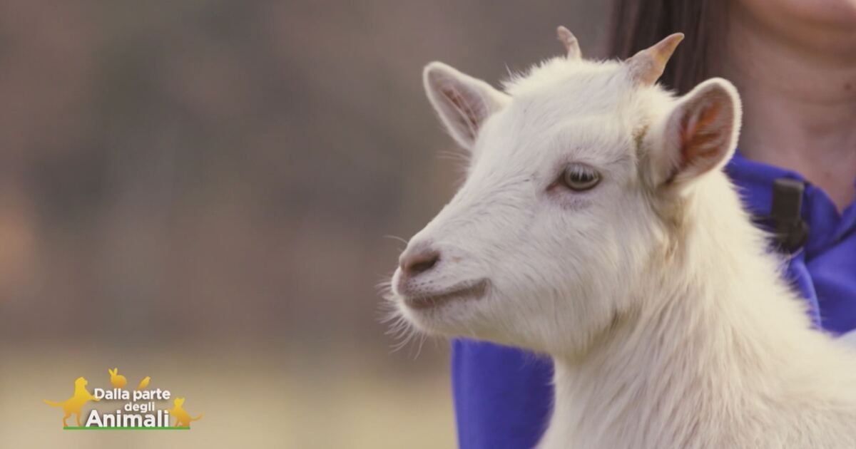 Dalla parte degli animali: La capretta Natalina Video | Mediaset Infinity