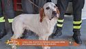 I vigili del fuoco di Perugia salvano Pepe, un cagnolino finito in un dirupo