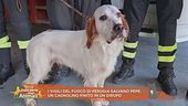 I vigili del fuoco di Perugia salvano Pepe, un cagnolino finito in un dirupo
