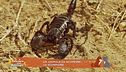 Un animale da scoprire: lo scorpione