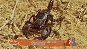 Un animale da scoprire: lo scorpione