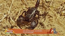 Un animale da scoprire: lo scorpione