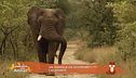 Un animale da scoprire: l'elefante