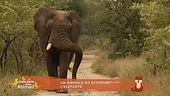 Un animale da scoprire: l'elefante