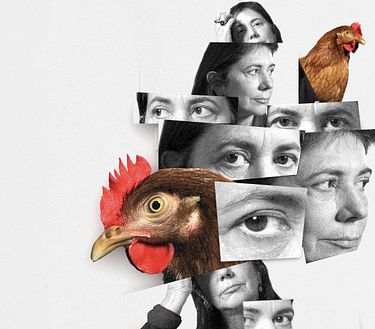 L'occhio della gallina