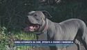 Bimba azzannata da cane, operata a zigomo e mandibola
