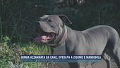 Bimba azzannata da cane, operata a zigomo e mandibola